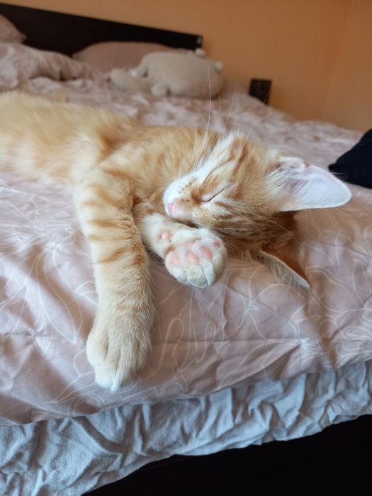 Коте Слънце търси дом
