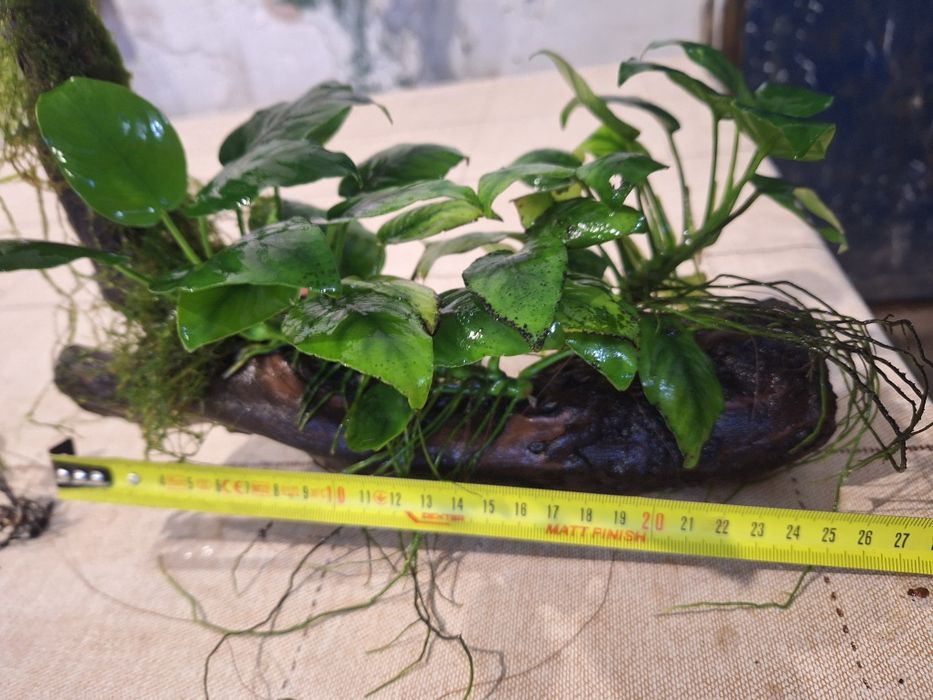 Anubias pe cioate și simplu