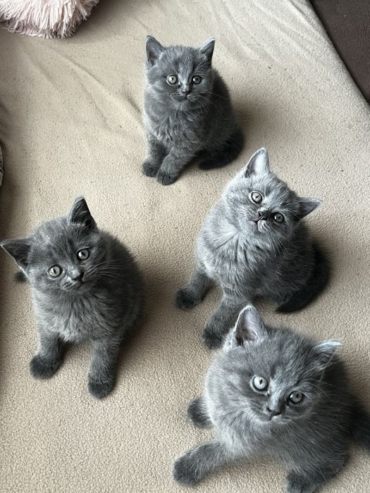 Британски котенца