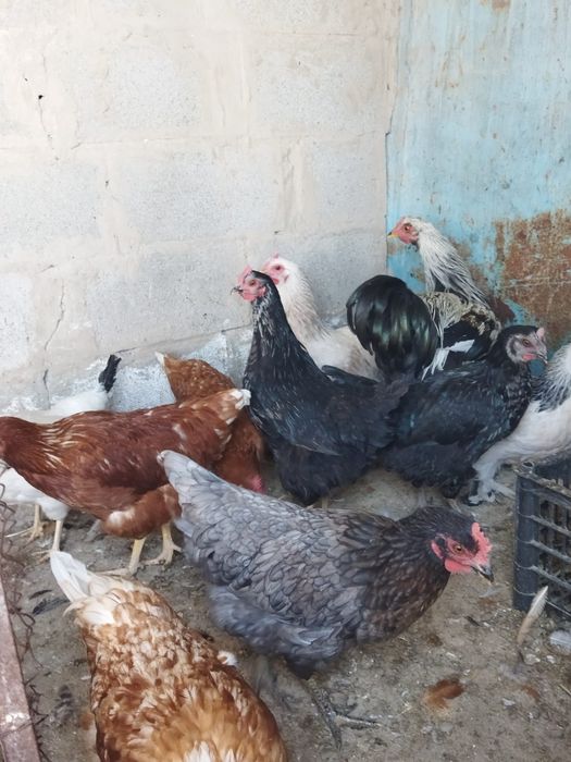 Продам куры домашние