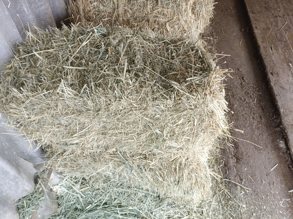 Биринши орак шоп бар