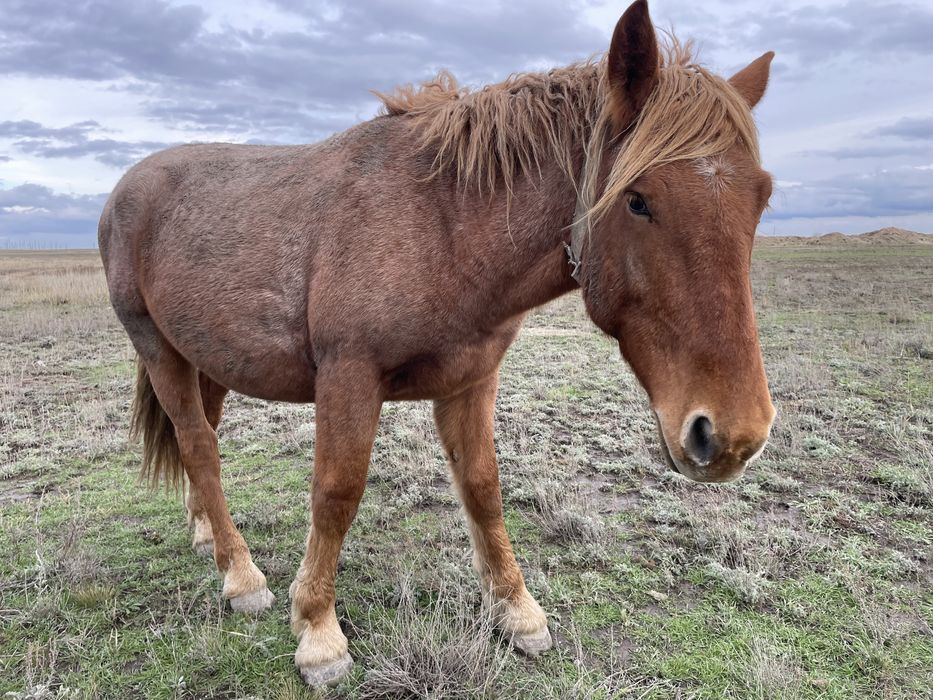 Тяжелавоз құнан!