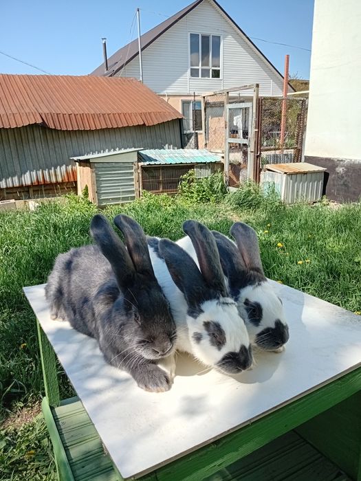 Продам кроликов породы НПВ (Строкач)