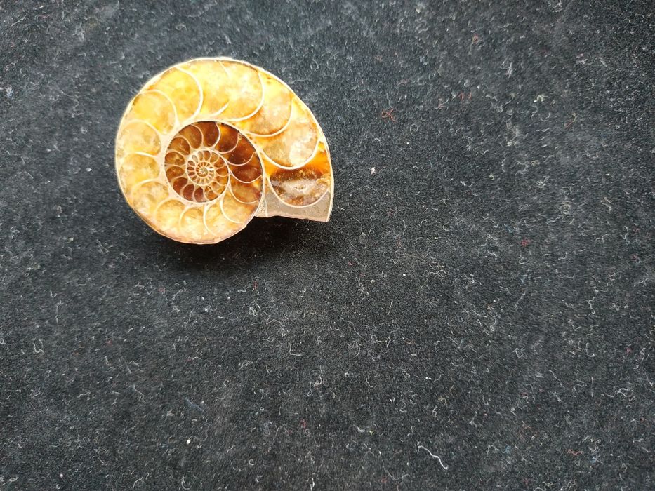 Брошка от естествен амонит-фосил, произход Мадагаскар