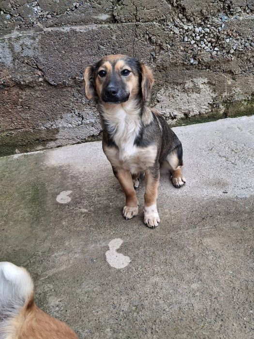 Отдадим в хорошие руки