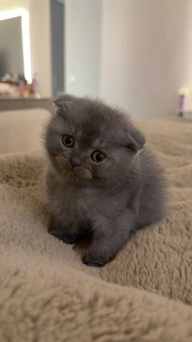 Кошка вислоухая!