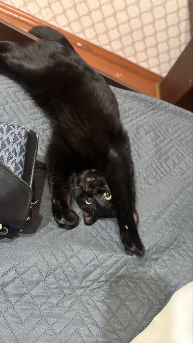 Отдам кота в добрые руки