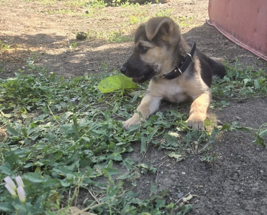 Отдам щенка в добрые руки!