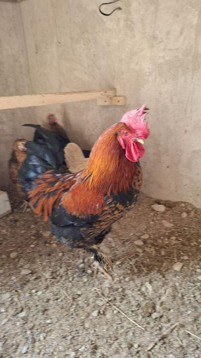 Жўжа Тўвуқ ва хўроз сотилади