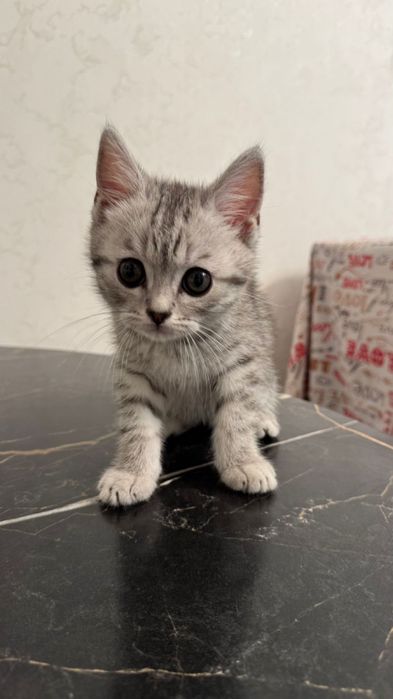 Продается кошка