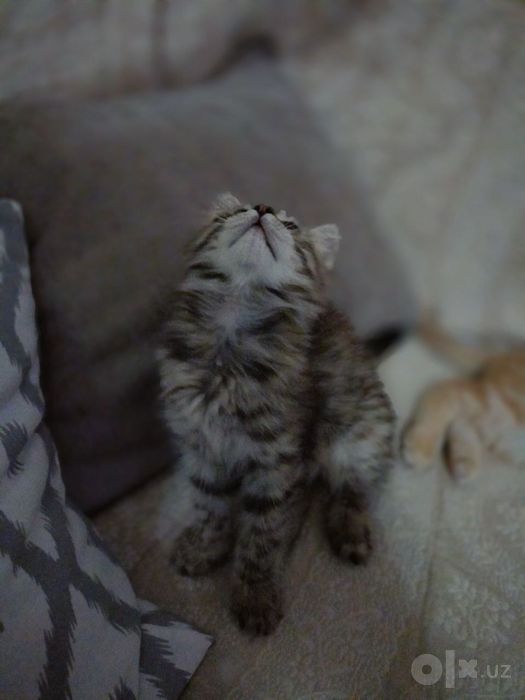 Отдам котят даром на хорошие и ответственные руки!!!