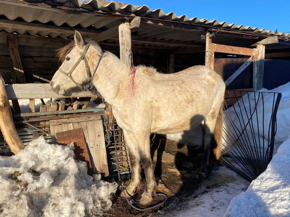 Жылкы малдары. Бие жане донежин.