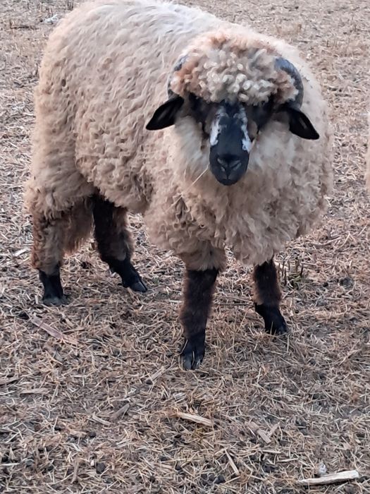 Vând oi și capre