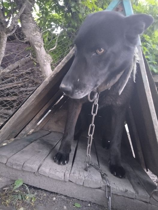 Отдаем в добрые руки