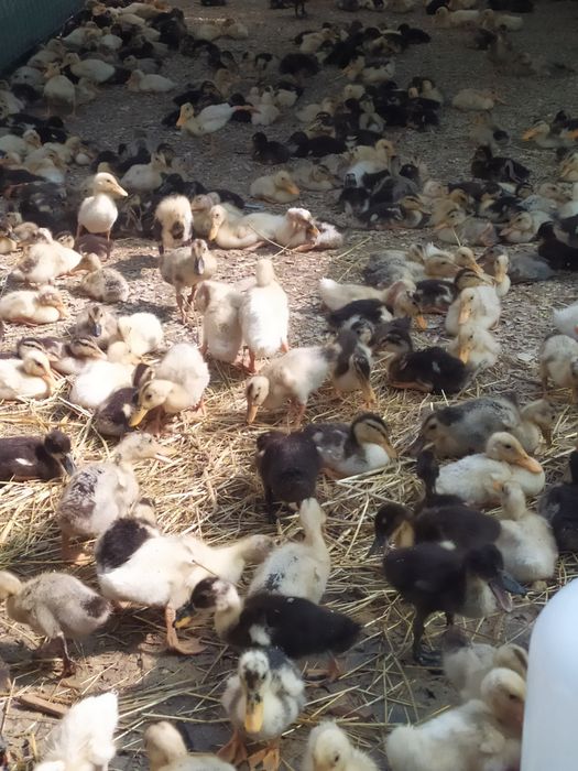 Pekin. Favorit zotliy o'rdakchalar