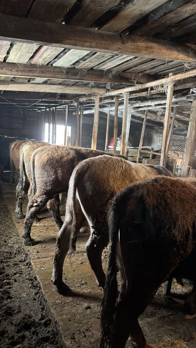 Продам бычков 9 голов