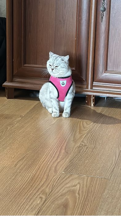 Кошка скотиш страйт