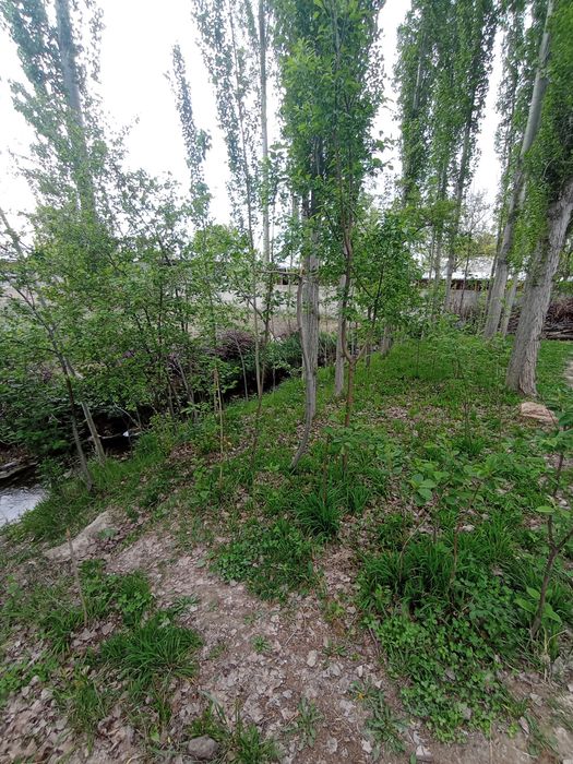 Срочно yer sotiladi  dachabop.