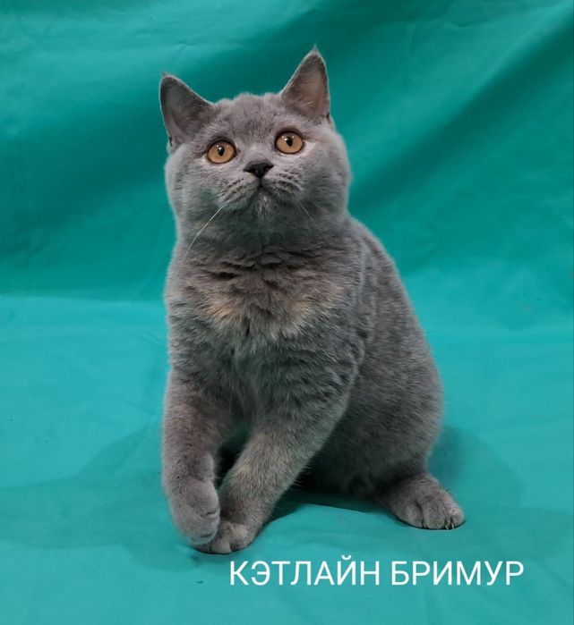 Британские котята. Питомник.
