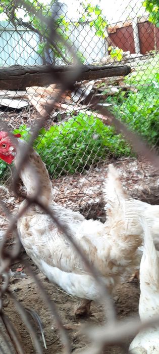 Tovuqlar sotiladi ?Товуклар сотилади