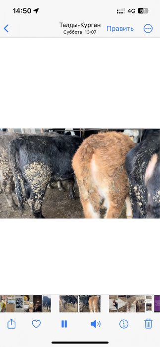 Сойысқа семіз Құнажындар соғым (согым)