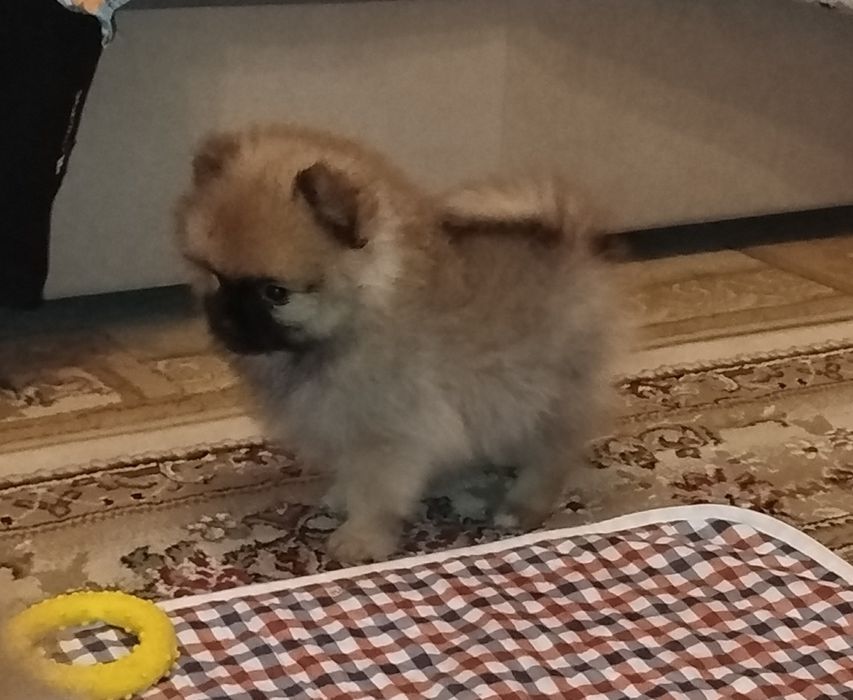 Детки померанского шпица