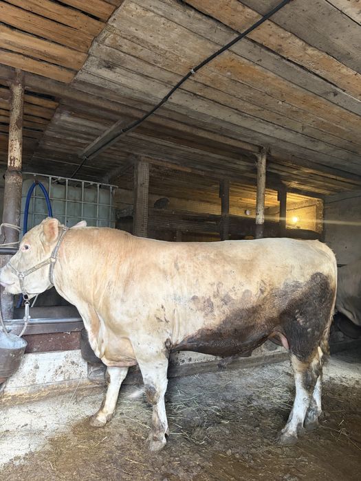 Продам быка на племя