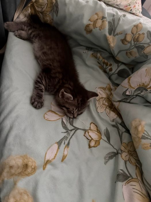 Продается котенок-девочка, шотладская