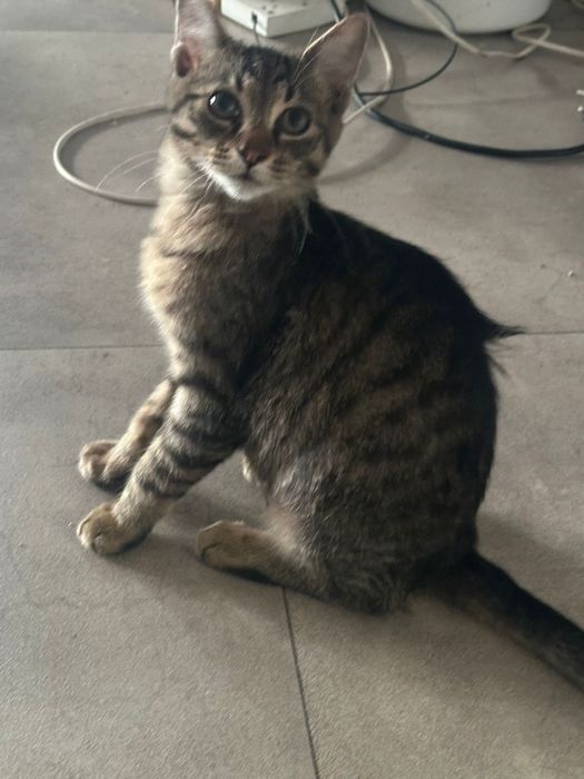 Motănei pentru adopție