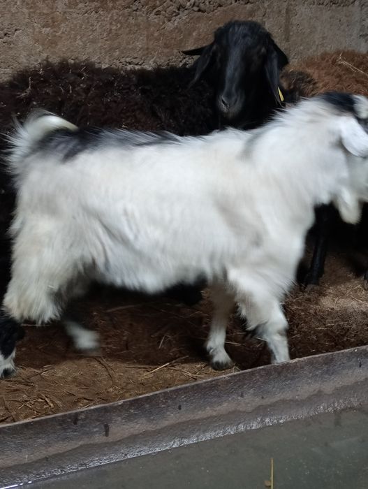 Казел и каза откормленные