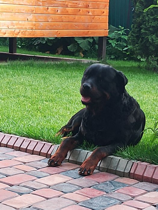 Вязка ротвейлер чистокровный