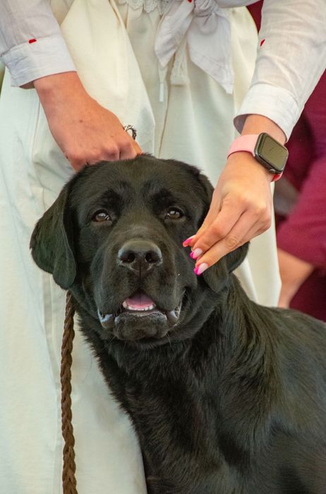 Ищем девочку для вязки Лабрадор ретривер