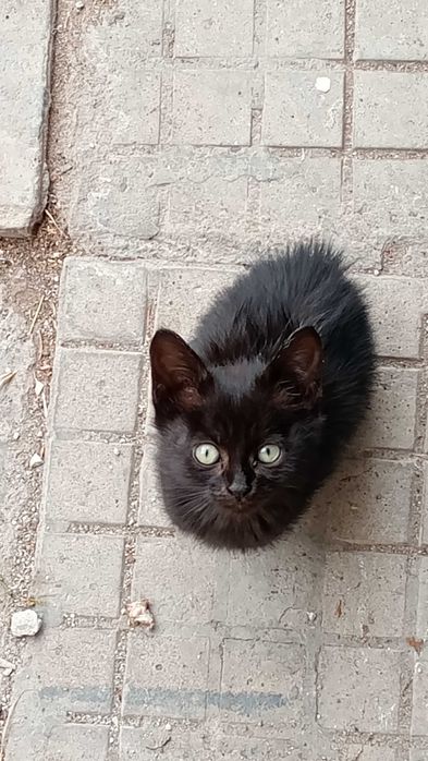 Три черни котета
