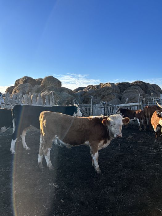 Отборные бычки 2025 г.