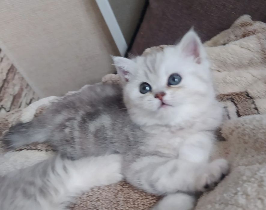 Кошечки и коТики БриТансКие,