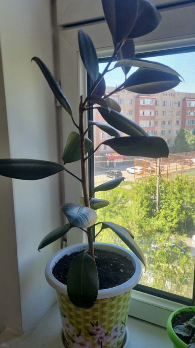 Продам цветок фикус