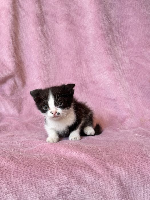 Котята в добрве руки