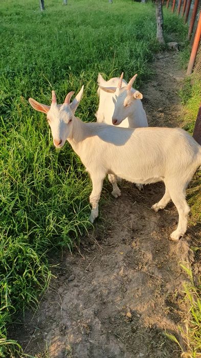 Iedute Saanen  doua bucăți