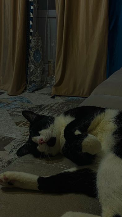 Отдам кота в добрые руки