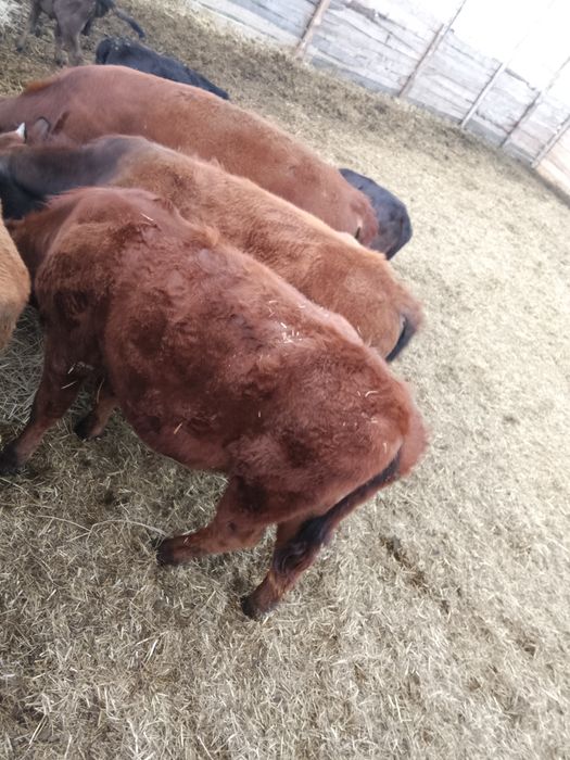 Продам годовалых бычков тёлок