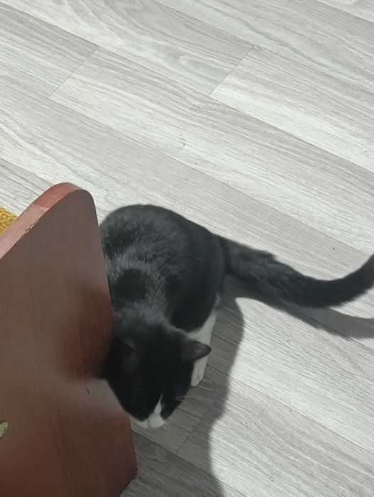 Черно белая кошка