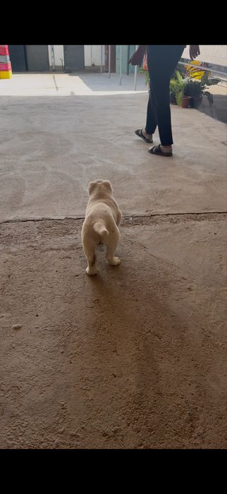 Алабай Туркменский 40 дней чистый кровь