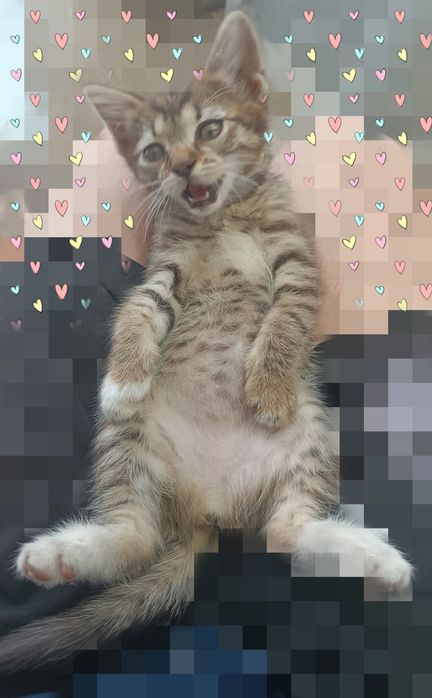 Подарявам малко коте