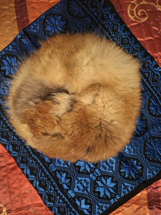 Căciulă de vulpe polara