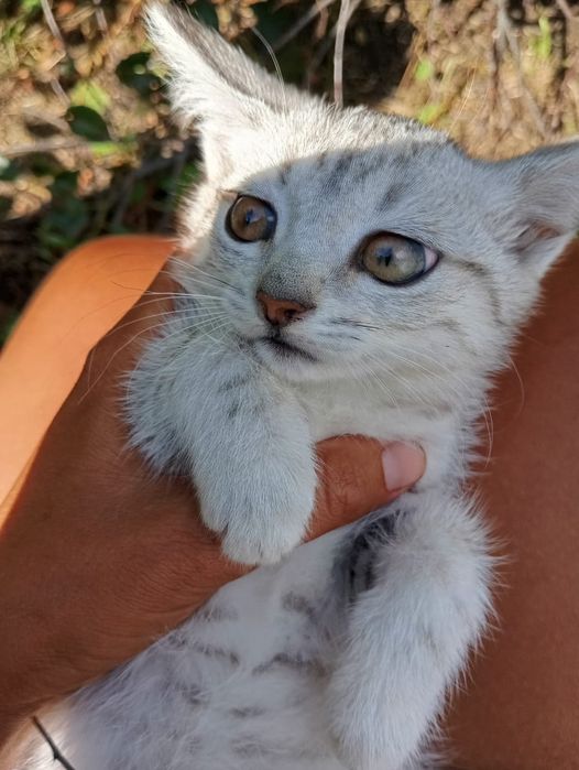 Котёнок красавица