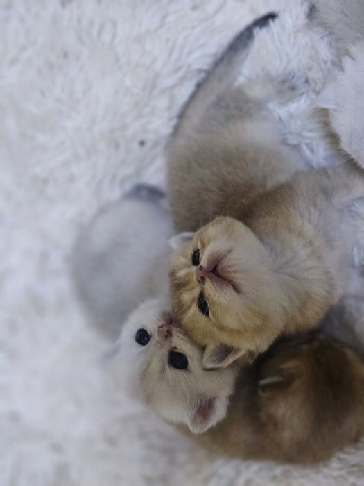 Бронь котят шиншиллы