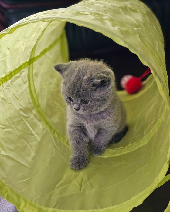 Котята британские короткошерстные