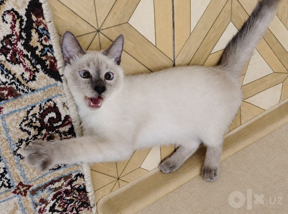 ‼️Отдадим сиамскую кошечку в добрые руки!‼️ 
В связи с переездом в Ко