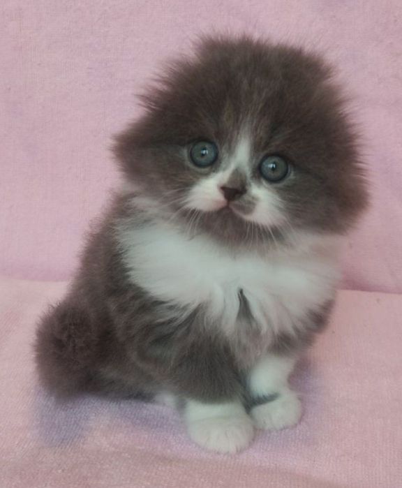 Вислоухий хайленд!