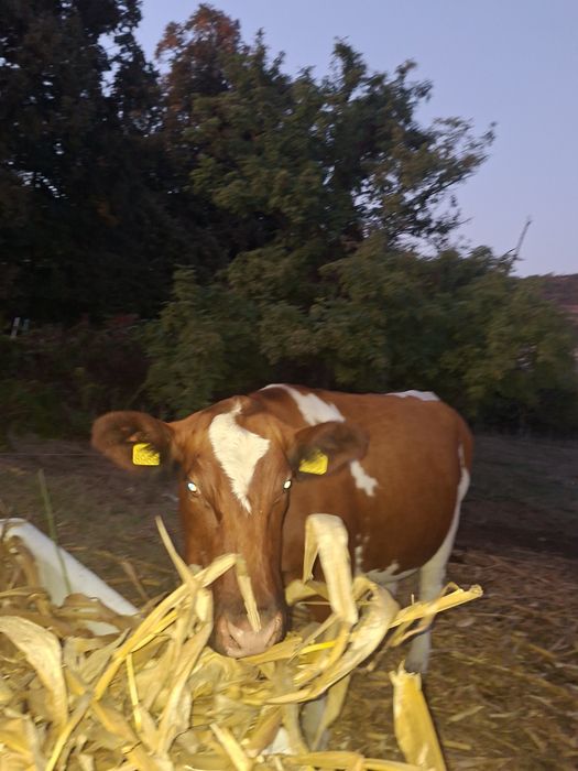 Vaca tanara, montata